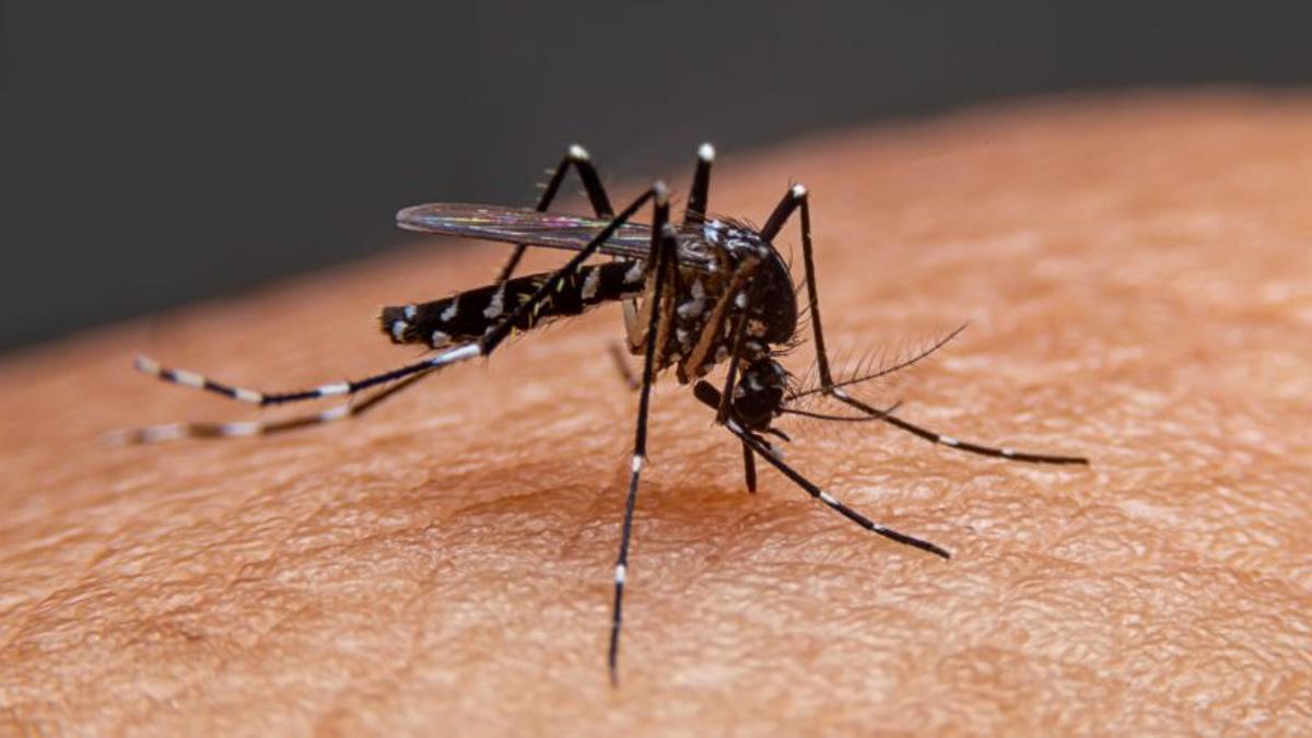 Dengue: ¿Qué ocurre con el brote luego del temporal?