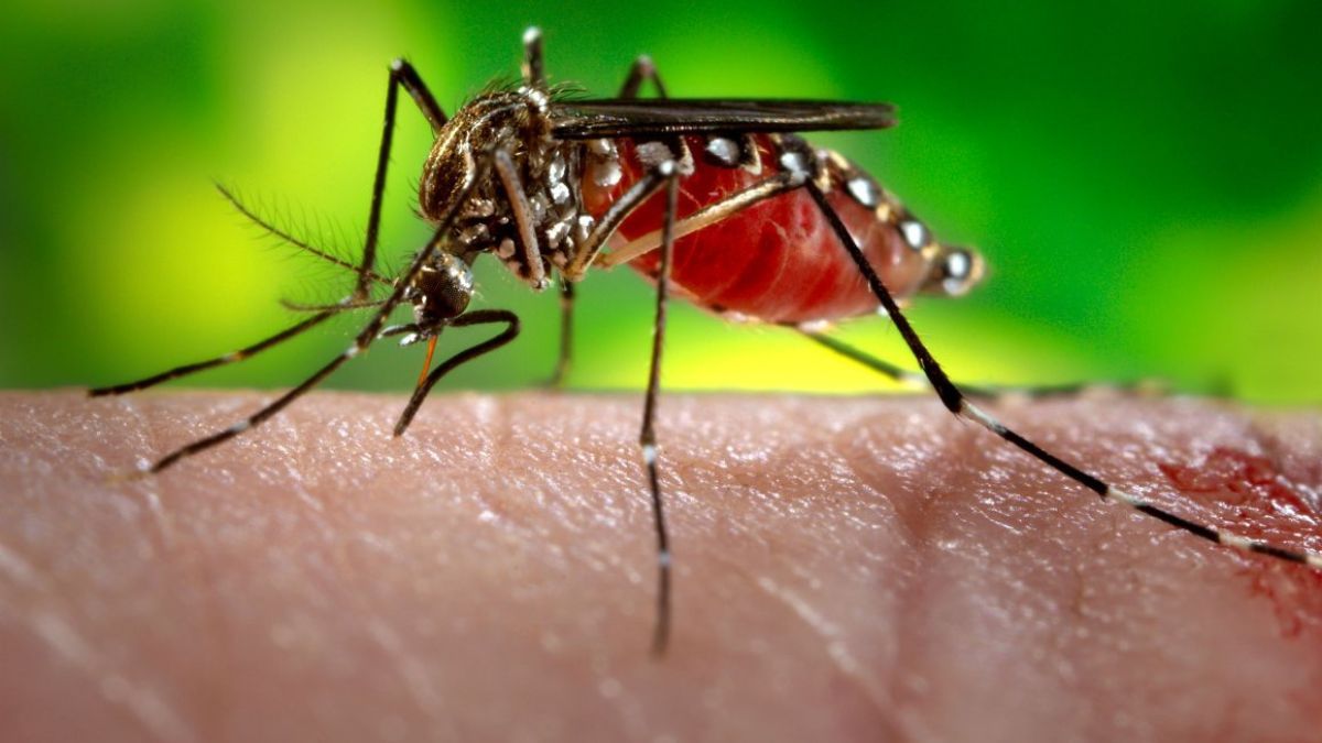 Buenos Aires: preocupación por los más de 35.000 casos de dengue confirmados