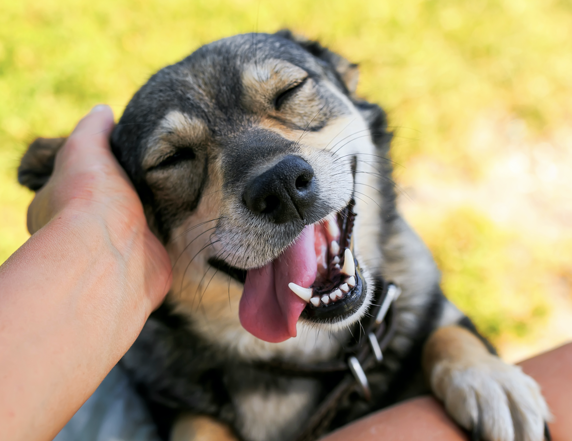 Día Mundial del Perro: Morón celebra a los caninos en su día con grandes descuentos en tiendas adheridas