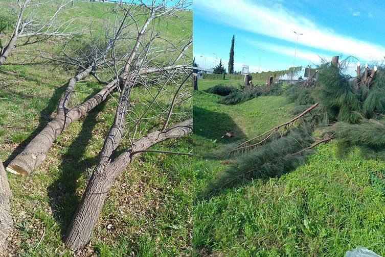 Sigue la destrucción de arboles en la AU del  Oeste, ya son 7 las podas salvajes