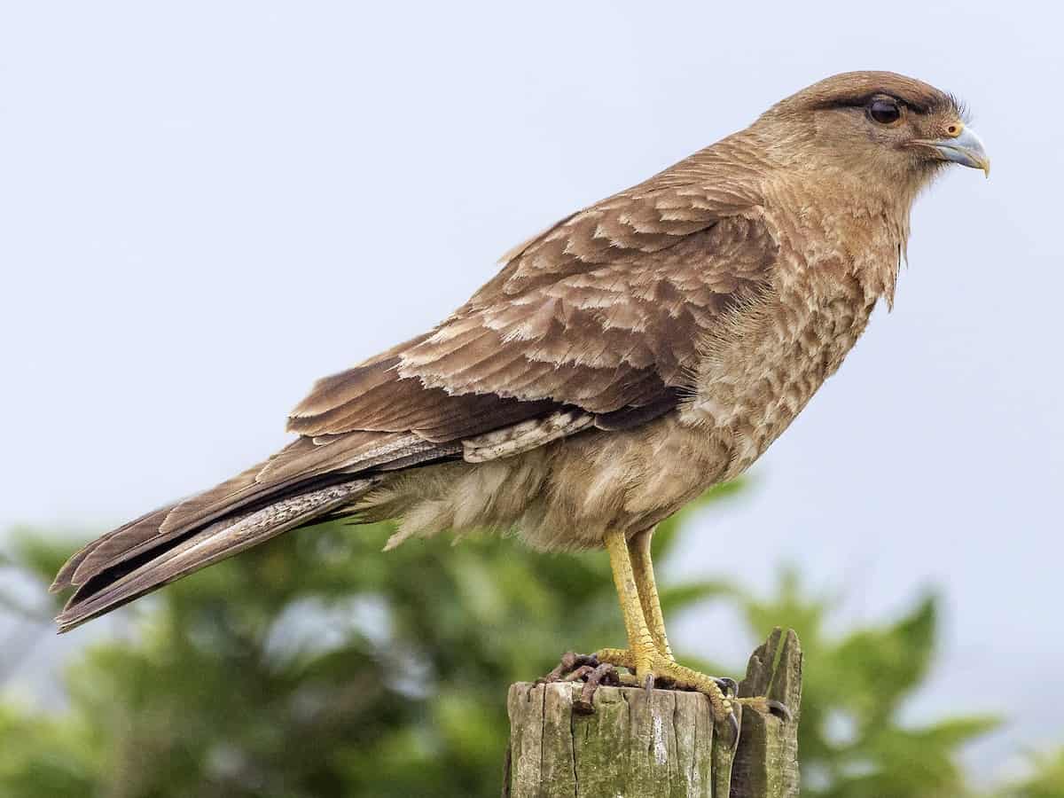 El domingo habrá un nuevo relevamiento de aves en Ituzaingó