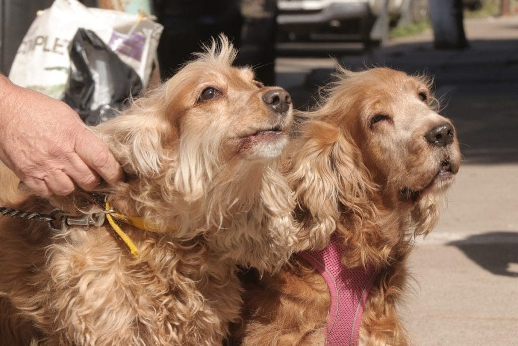 Vacunación y castración gratuita de perros y gatos en Castelar: Siguen los turnos para las mascotas