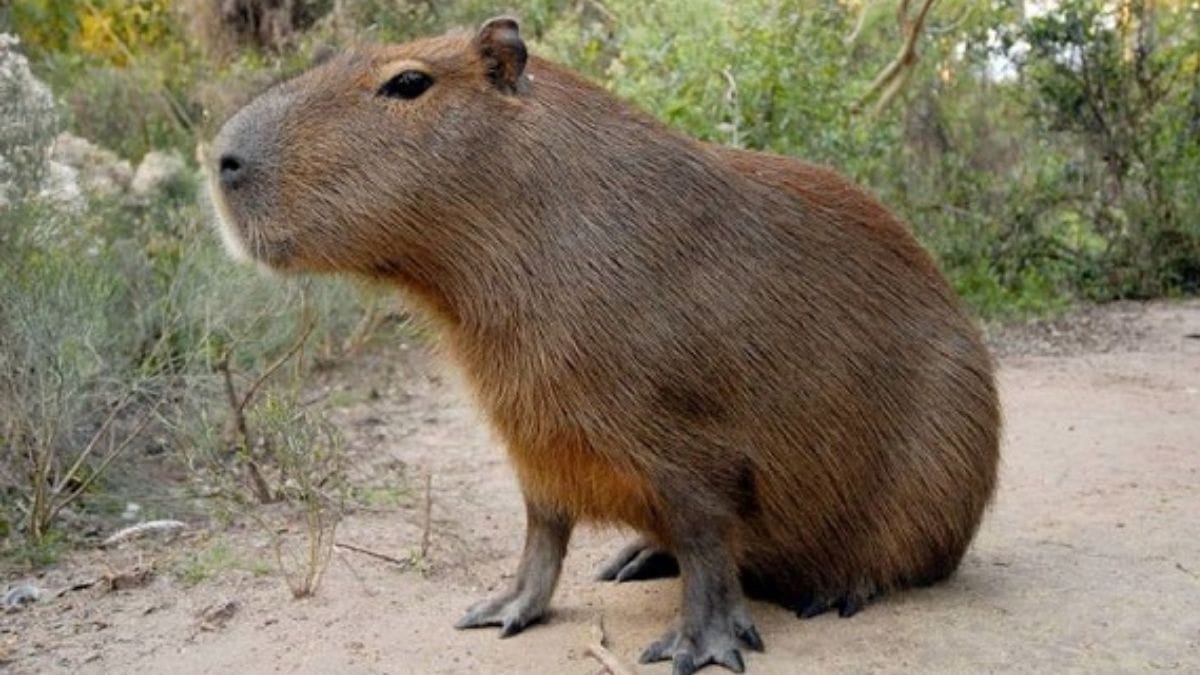 Vecinos de Ituzaingó y Hurlingham avistaron un ejemplar de carpincho cerca del puente Santa Rosa