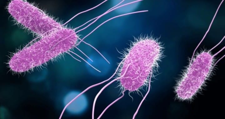 Alerta en Ciudadela por un brote de fiebre tifoidea: ¿Qué es y cómo se transmite la enfermedad?