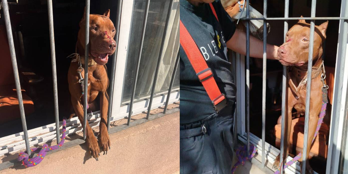 Ituzaingó: pitbull ataca y muerde a su dueño en Villa Ariza