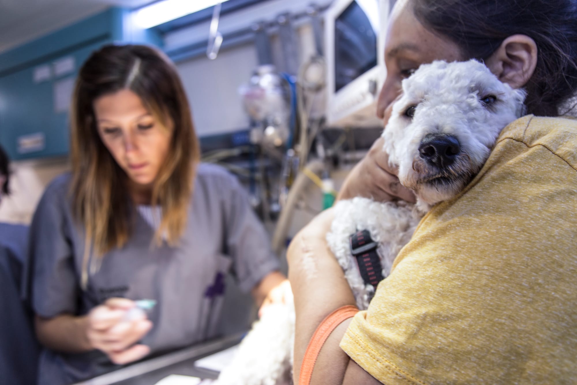 Nueva jornada de vacunación de mascotas en Ituzaingó