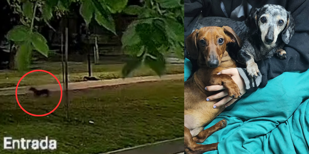 Ituzaingó: buscan a "Chinchu", el perro salchicha robado por una pareja en una EcoSport blanca