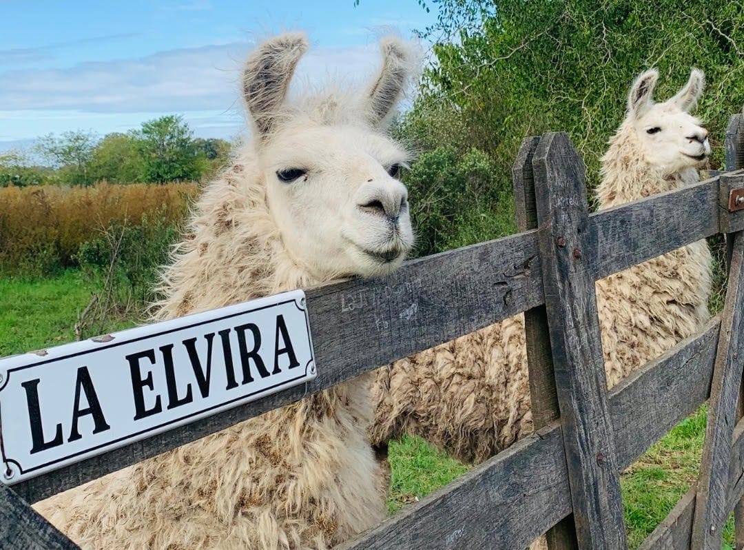 Turismo Rural: El fenómeno de "Lo de Elvira" que revoluciona el Oeste bonaerense
