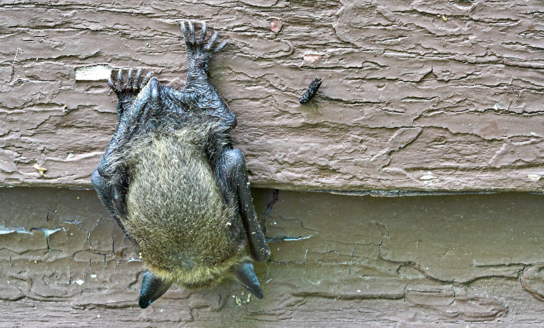 Alerta sanitaria: detectan murciélago con rabia en Castelar y Zoonosis comenzó una campaña de prevención