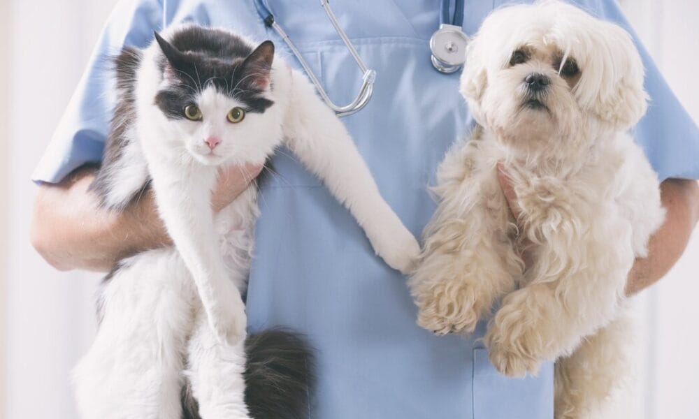 El Palomar: Hoy comienzan los turnos para la castración gratuita de mascotas
