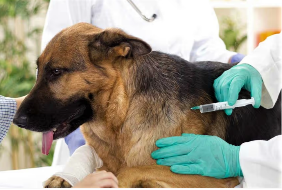 Campaña de vacunación antirrábica: Continúa en Morón el operativo gratuito para las mascotas