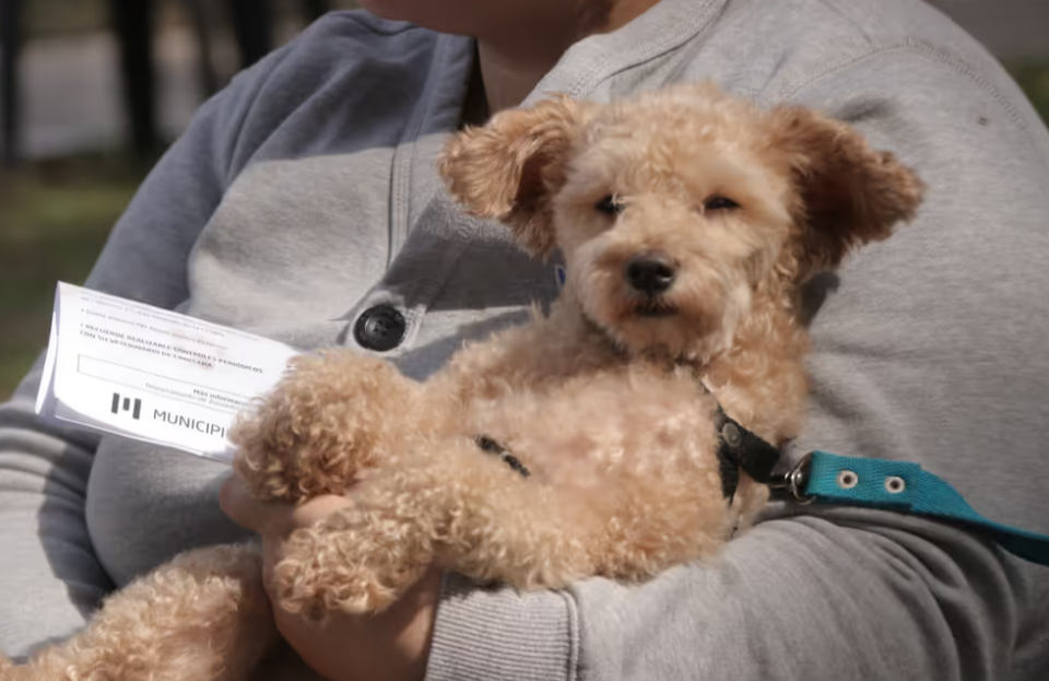 Vacunación y castración gratuita de perros y gatos en Morón Sur: ¿Cómo y cuándo anotar a tu mascota?