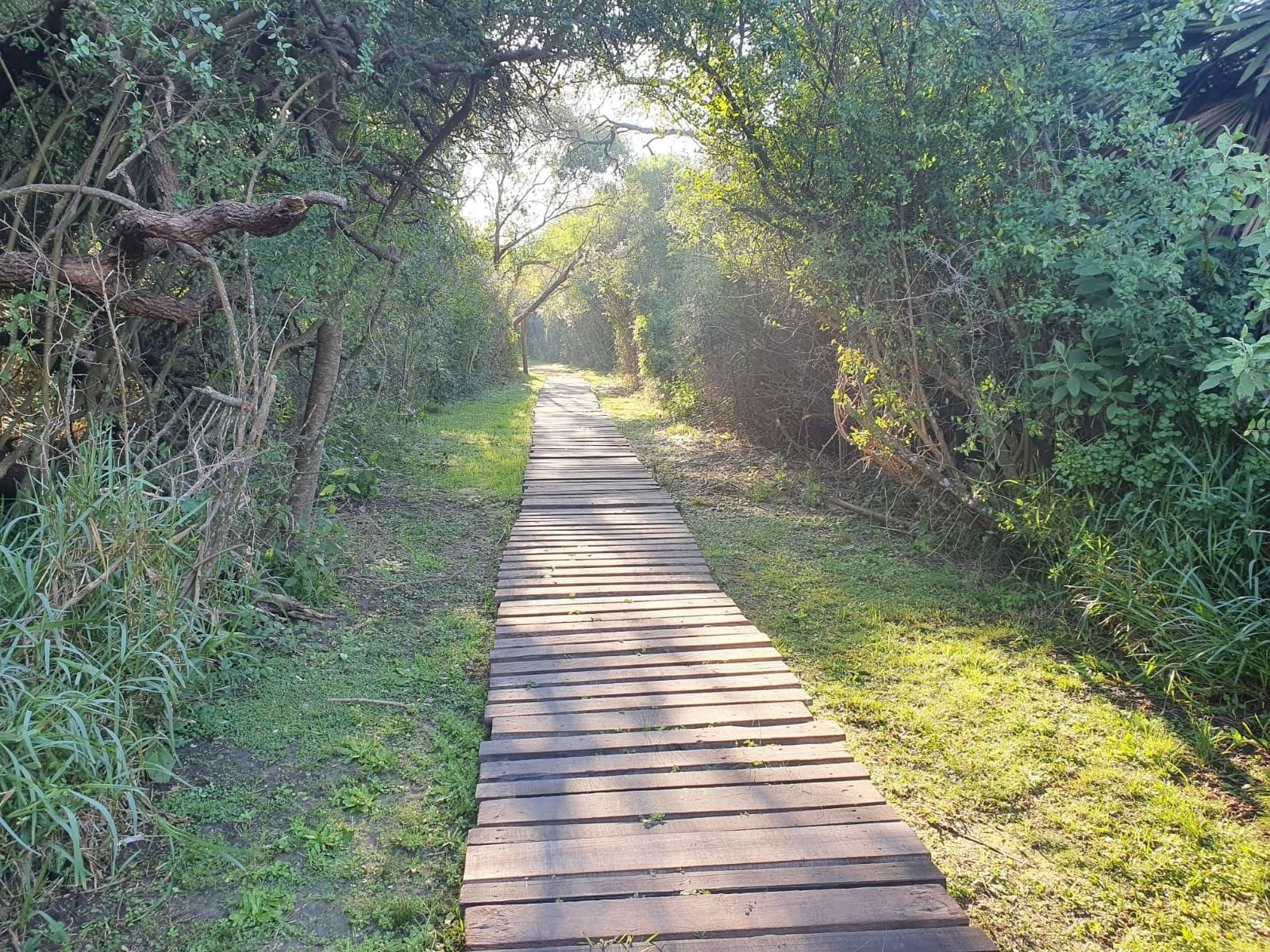 Hallaron a una mujer sin vida en la Reserva Natural Urbana de Castelar sur