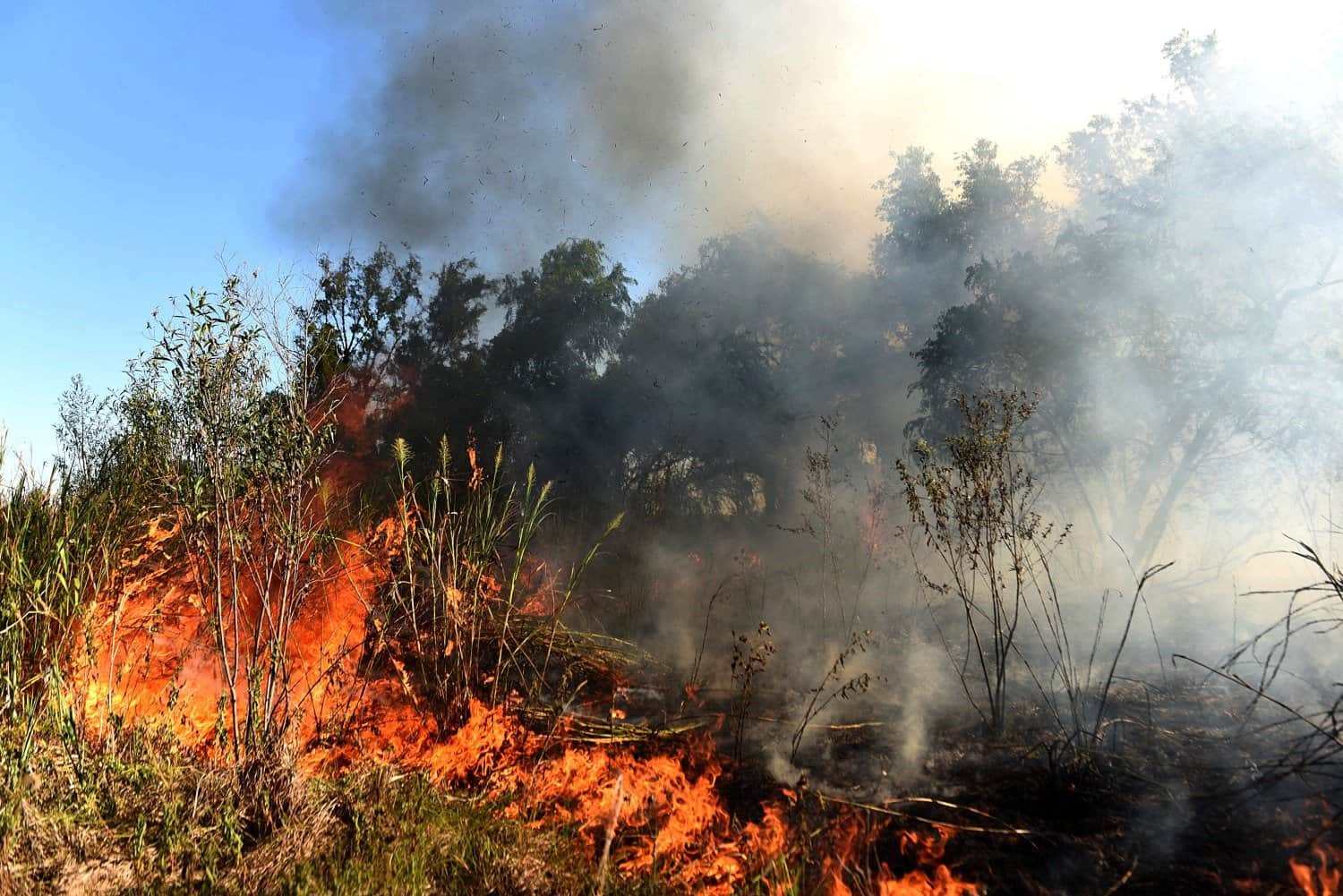 El Movimiento Ambientalista de Hurlingham denunció un incendio intencional en el humedal del arroyo Morón