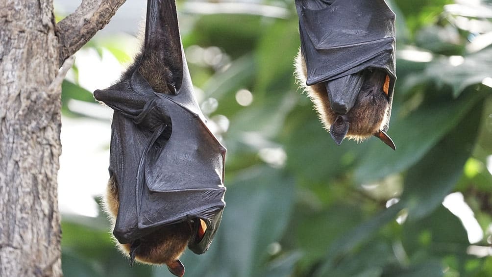 Ituzaingó: Alerta murciélagos ¿Qué hacer?