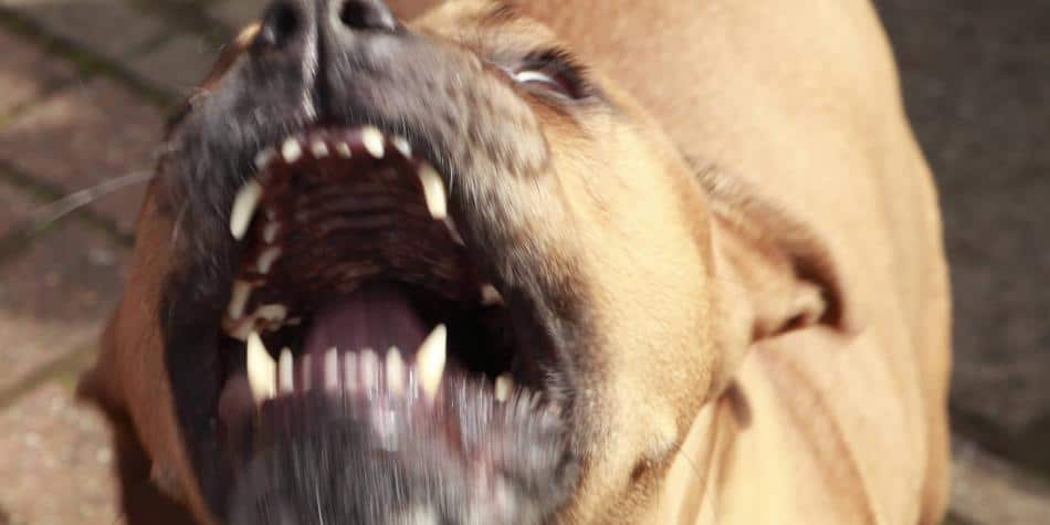 Hurlingham: Un pitbull atacó a trabajador en la calle