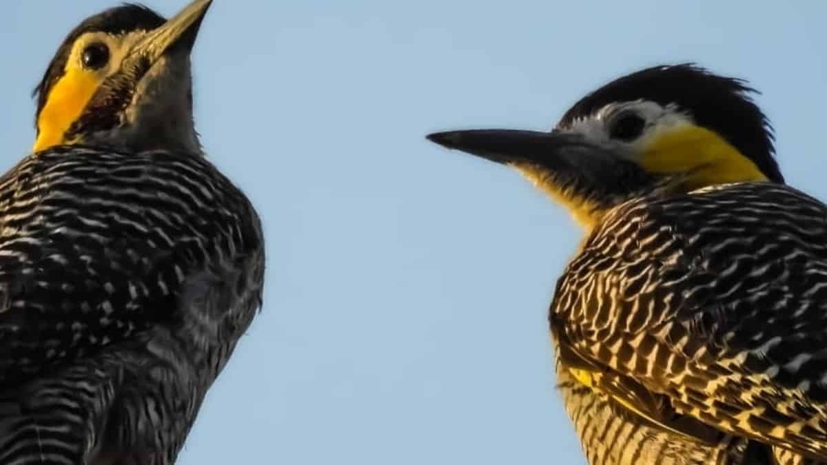 Este domingo habrá un nuevo relevamiento de aves rapaces urbanas en Ituzaingó