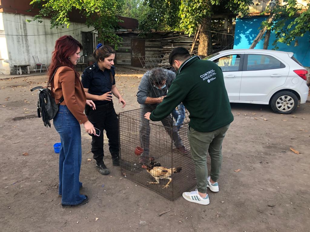 Riña de gallos en Ituzaingó Sur: allanan un ring de peleas clandestinas en el Barrio San Antonio