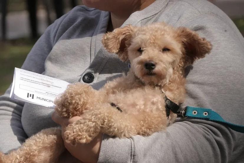 Vacunación y castración gratuita de perros y gatos en Castelar Sur: ¿Cómo y cuándo anotar a tu mascota?