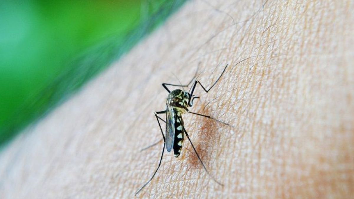 El gobierno bonaerense solicita extremar cuidados ante el aumento de casos de dengue