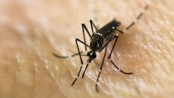 El gobierno provincial estableció pautas de acción ante la invasión de mosquitos