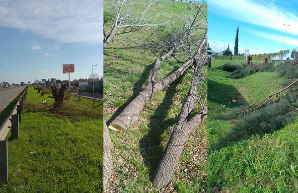 Ecocidio en la Autopista del Oeste: desconocidos talaron árboles que protegían el ambiente