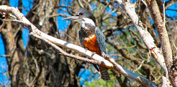 Se desarrollará una observación de aves en Ituzaingó