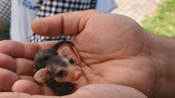 Ituzaingó: hallan comadrejas recién nacidas y ya se encuentran a resguardo en Zoonosis