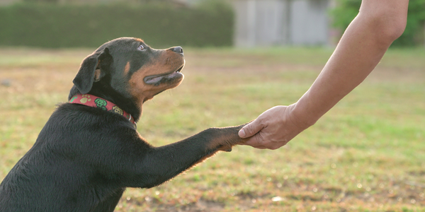 Ituzaingó: se buscan familias para la adopción de 5 perros