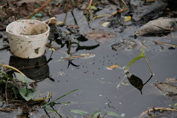 El municipio de Ituzaingó lanzó una campaña contra el dengue