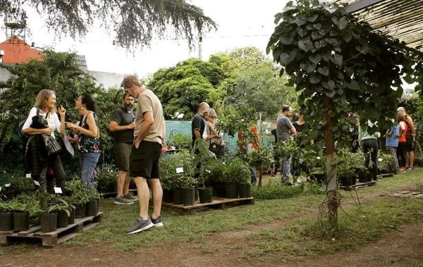 Plantas nativas en Kintsugi: Este fin de semana, el espacio ituzainguense abrirá sus puertas