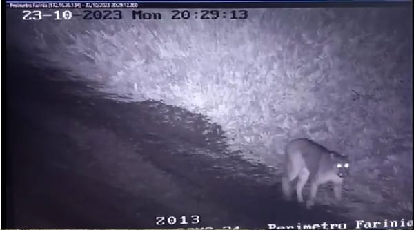 Terror en La Reja por la presencia de un puma suelto