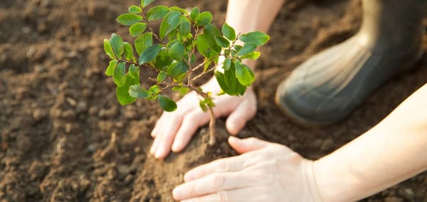 Semana del árbol en Morón: Conocé las actividades ecológicas en el distrito