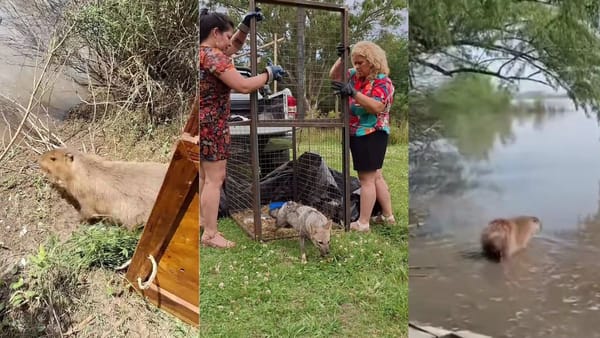 Moreno: dos carpinchos y un zorro gris fueron liberados en Los Robles