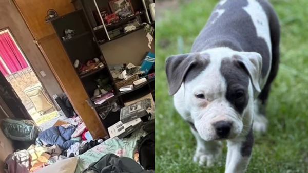 Virrey del Pino: Una familia busca recuperar a una cachorrita robada en una entradera