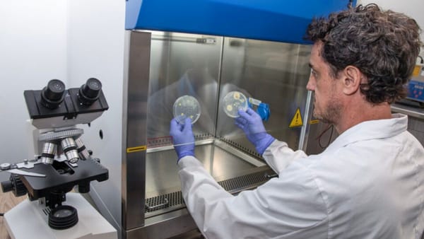 Investigadores de la UNAHUR logran un avance mundial usando cannabis para combatir bacterias letales