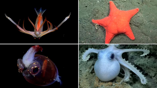 Los niños preguntan y el Conicet responde: La nueva propuesta de la ciencia argentina