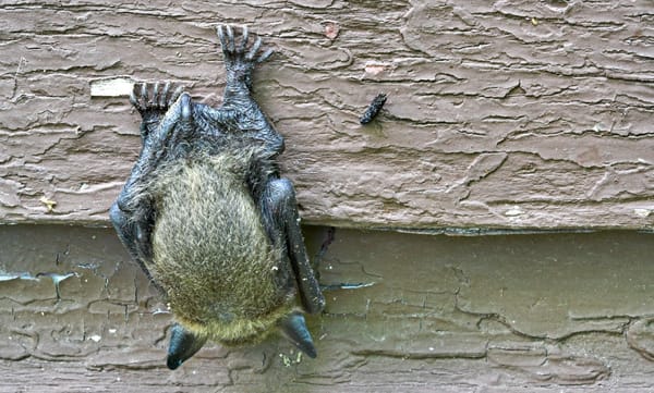 Alerta sanitaria: detectan murciélago con rabia en Castelar y Zoonosis comenzó una campaña de prevención