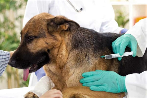 Campaña de vacunación antirrábica: Continúa en Morón el operativo gratuito para las mascotas