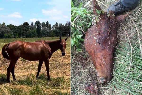 Alerta en la Zona Oeste: roban caballos en el campo y los carnean en Moreno
