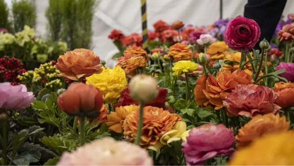 Moreno: la Feria del Plantín Floral regresa a la Plaza San Martín