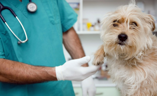 Salud animal en Morón: anuncian nuevos operativos de castración gratuita y vacunación antirrábica en los barrios