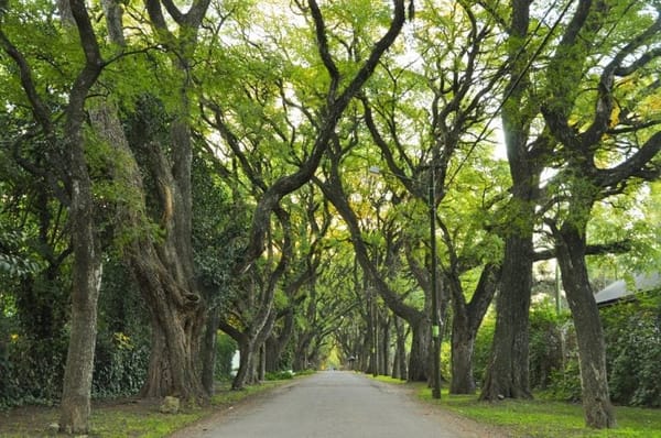 Ituzaingó: nuevas reglas para los desarrolladores; Impacto ambiental y consulta vecinal