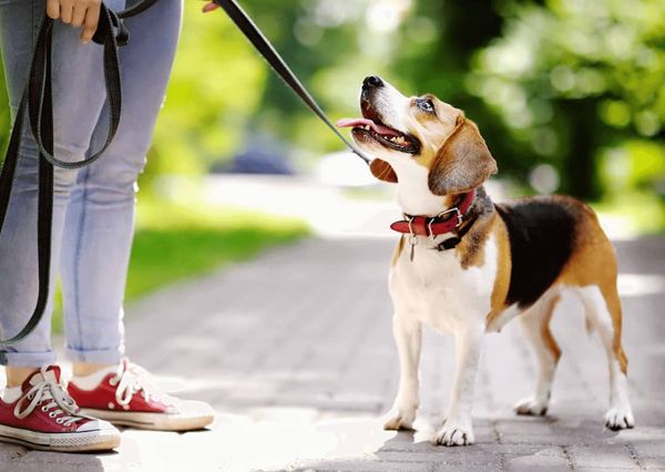 Morón celebra el Día del Animal con atenciones especiales en veterinarias y tiendas