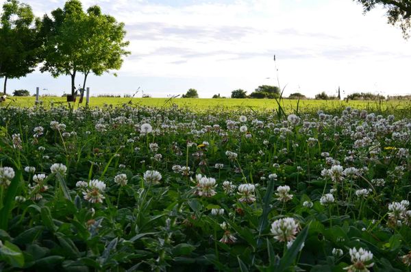 Avanza el proyecto que impulsa la creación de una reserva ecológica en El Palomar