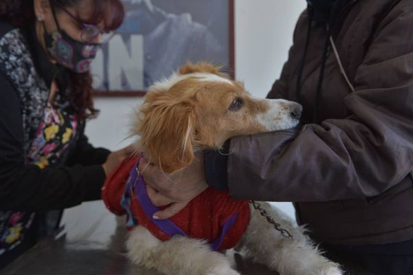 Vacunación antirrábica Ituzaingó