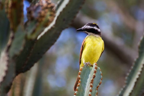 Aves en su Lugar