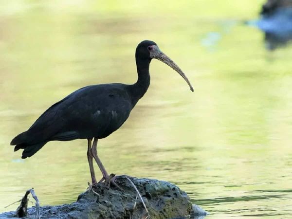 Censo de Aves Acuáticas