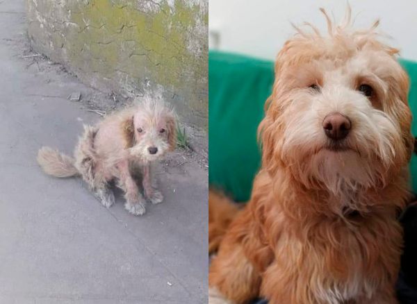 Adopciones Zona Oeste