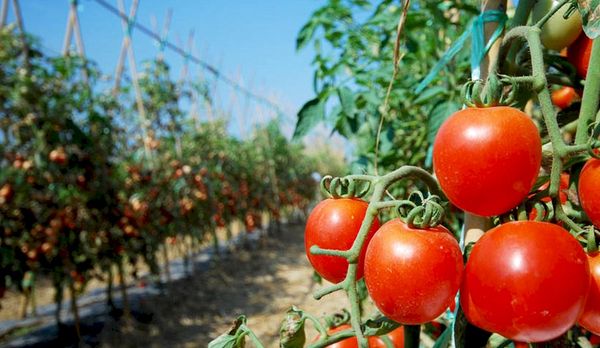 Del productor a la góndola, el programa que busca impulsar la economía social y abaratar el precio de los alimentos